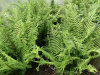 Hardy Fern Dryopteris affinis 'Polydactila Dadds'